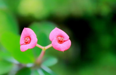 Close-up of pink flowering plant