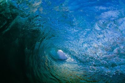 Close-up of turtle swimming in sea