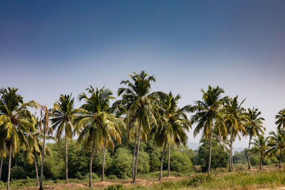 Palm trees on field against clear sky