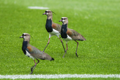 Ducks on a field