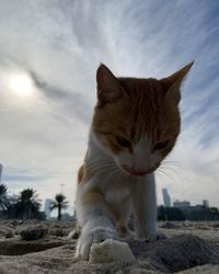 Close-up of a cat