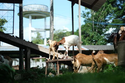 Goats at farm