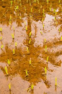 Leaves in pond