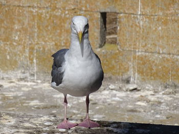 Close-up of seagull perching on wall