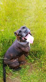 Close-up of dog resting on grassy field