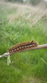 Close-up of insect on plant