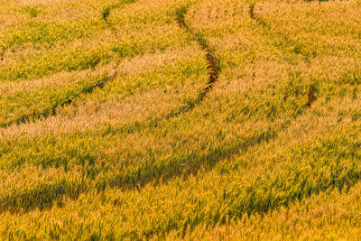 Full frame shot of fresh field