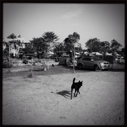 Dog in park