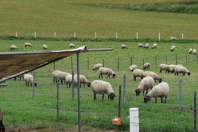 Flock of sheep on grassy field