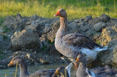 Greylag geese at lakeshore