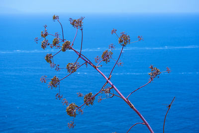 Low angle view of plant against blue sky