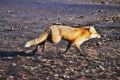 Fox walking on field
