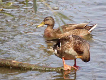 Duck swimming in lake