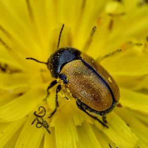 Close-up of bee pollinating on yellow flower