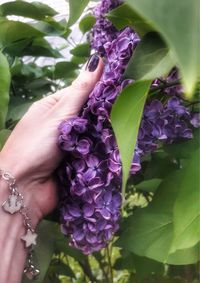 Close-up of hand holding purple flower