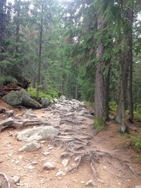 Trees in forest