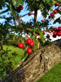 Close-up of cherries on tree