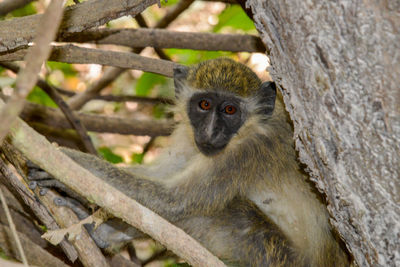 Portrait of monkey on tree