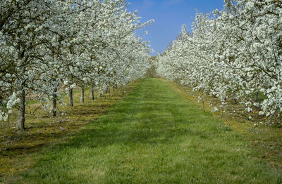View of cherry blossom trees in sunlight