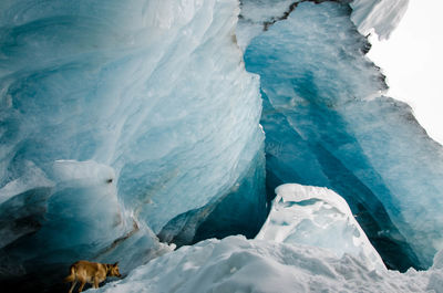 Close-up of an animal ice