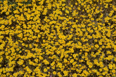 Full frame shot of yellow flowering plants on field