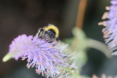 Close-up of bee pollinating on purple flower