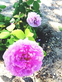 Close-up of pink flowers blooming outdoors