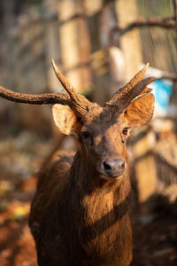 Close-up of deer