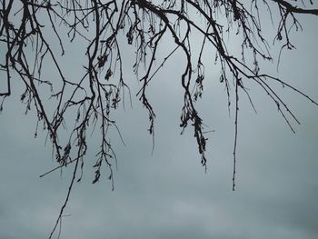 Low angle view of silhouette tree against sky