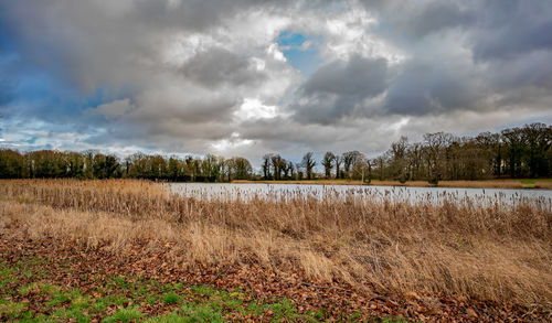 Scenic view of field against sky