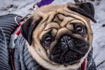 Close-up portrait of dog