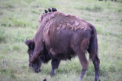 Horse grazing in a field