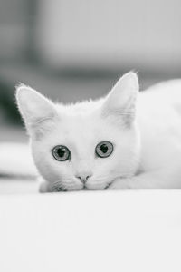 Close-up portrait of a cat