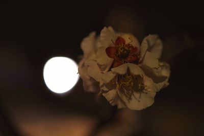 Close-up of illuminated flower