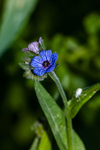 Close-up of purple flowering plant