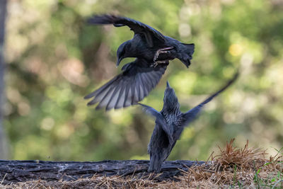 Close-up of bird flying