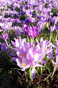 Close-up of purple flowers blooming in field