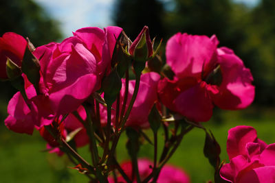 Close-up of pink flowering plants