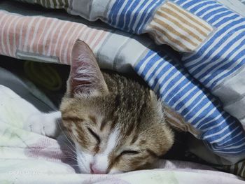 Cat sleeping on bed