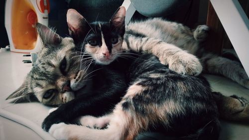 Cat resting in a home