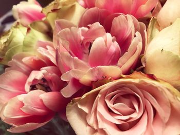 Close-up of pink roses
