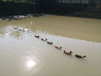 High angle view of ducks swimming in lake