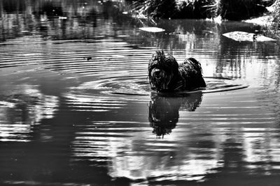 Duck swimming in water