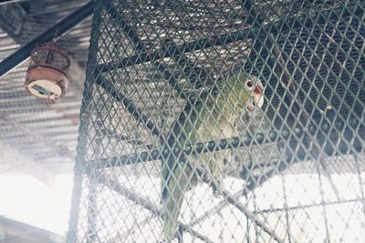 Close-up of bird in cage