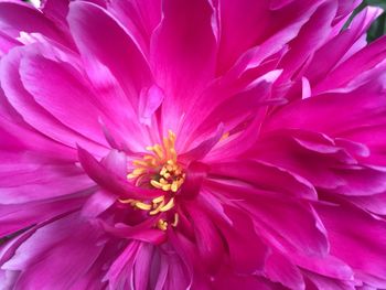 Close-up of pink rose flower