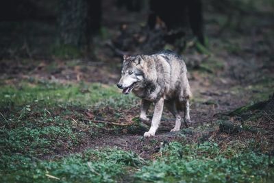 Lion standing in a forest