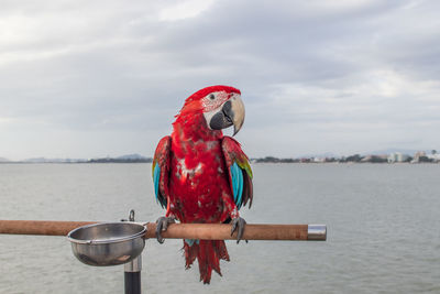 Bird perching on a boat in sea against sky