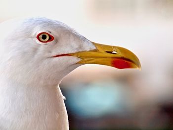 Close-up of seagull looking away