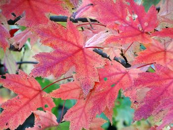 Close-up of red maple leaves