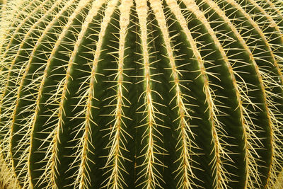 Full frame shot of plants